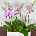 Discover the Beauty of Orchids with Viva Orchids Boca