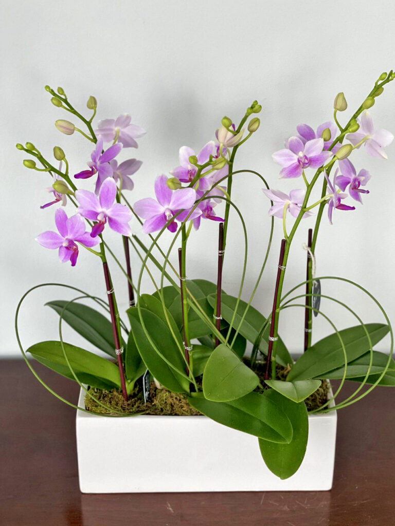 Discover the Beauty of Orchids with Viva Orchids Boca