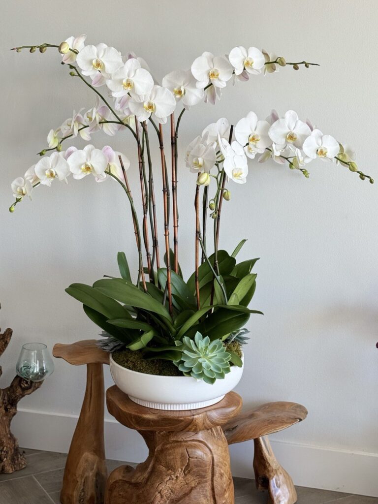 Discover the Beauty of Orchids at Viva Orchids Boca