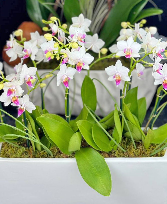 Beautiful  Orchids