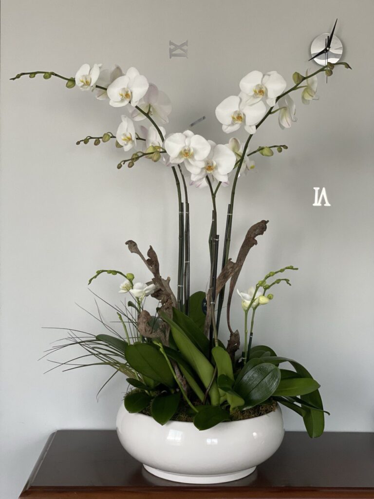 Discover the Beauty of Orchids at Viva Orchids Boca