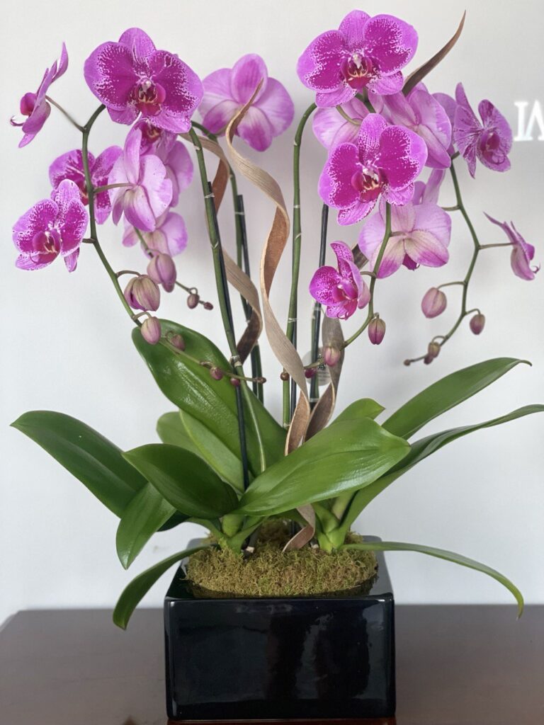 Viva Orchids: Explore the Beauty and Diversity of Orchids