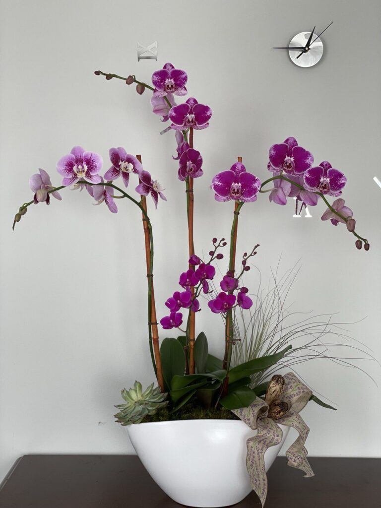 Our Stunning Orchid Collection