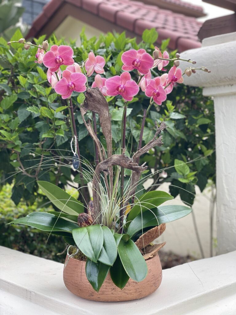 Premium Orchid Care Products and Accessories