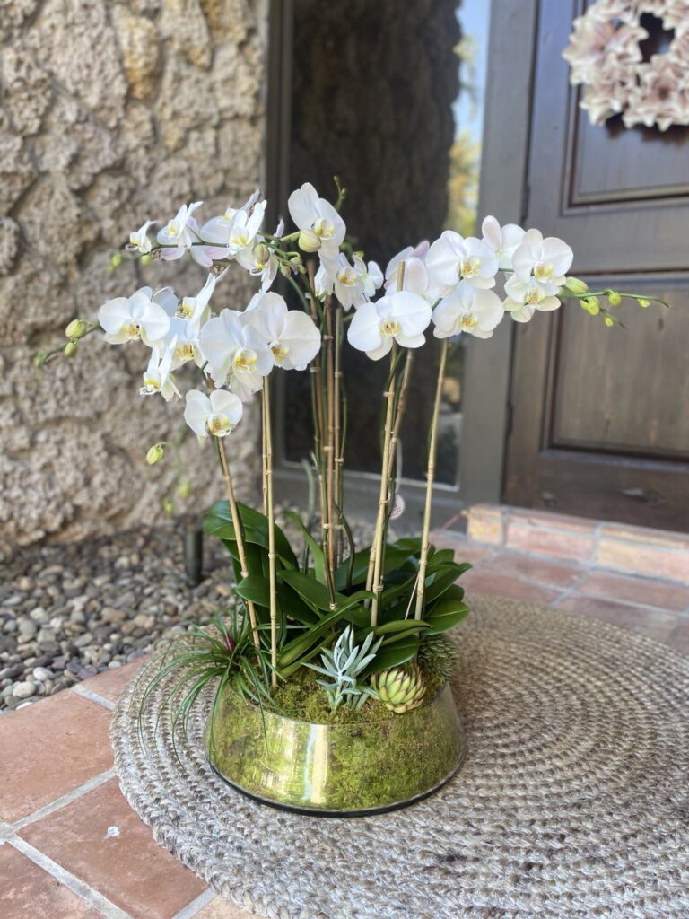 Our Stunning Orchid Collection