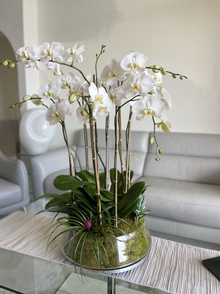 Getting Started with Orchids
