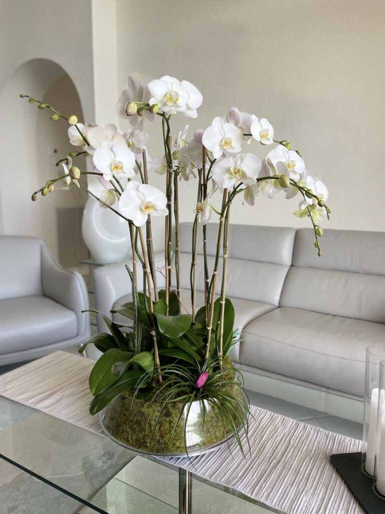 Exploring the Variety of Orchids Available