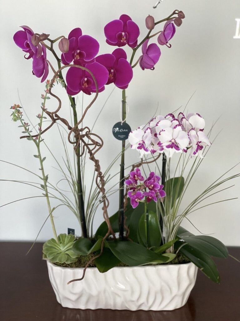 Variedad de Orquídeas Disponibles