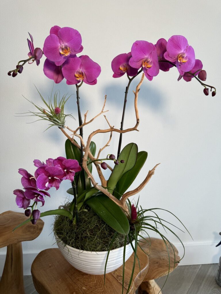 Exploring the Variety of Orchids Available