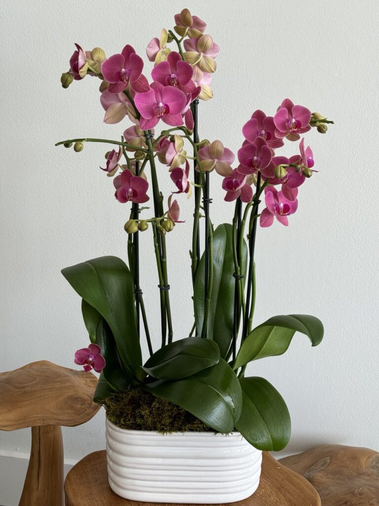 Consejos para el Cuidado de Orquídeas