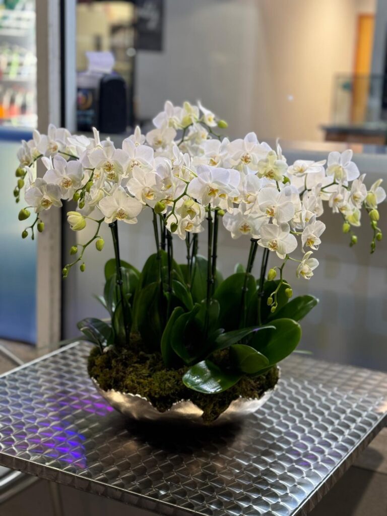 orchids boca raton fl