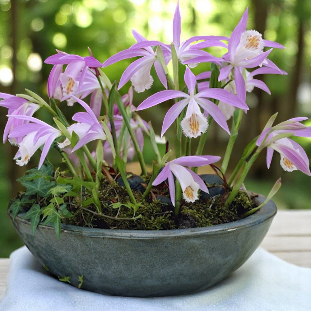 Pleione