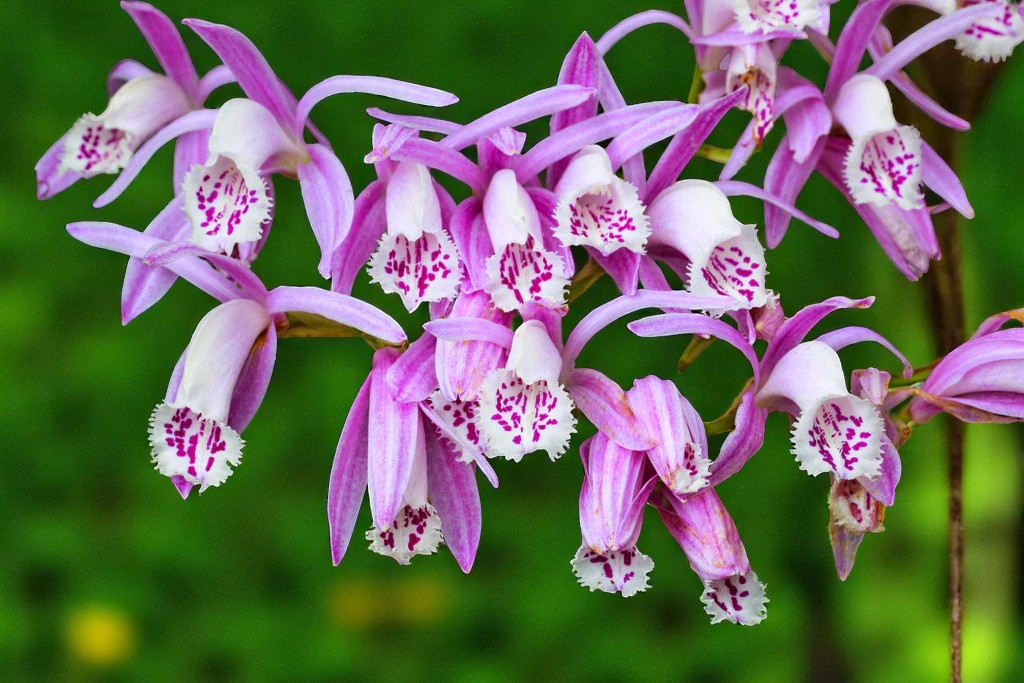 Pleione