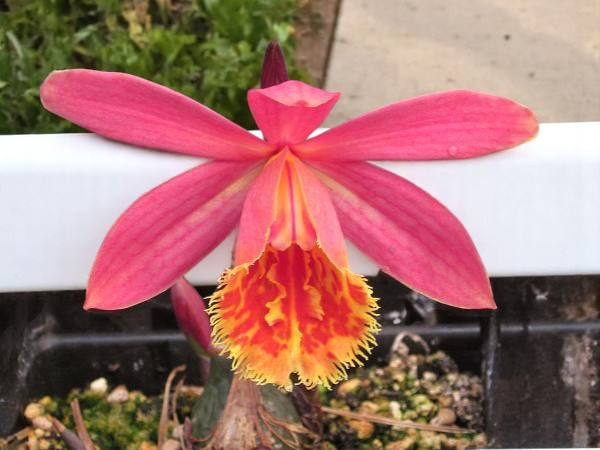 Pleione
