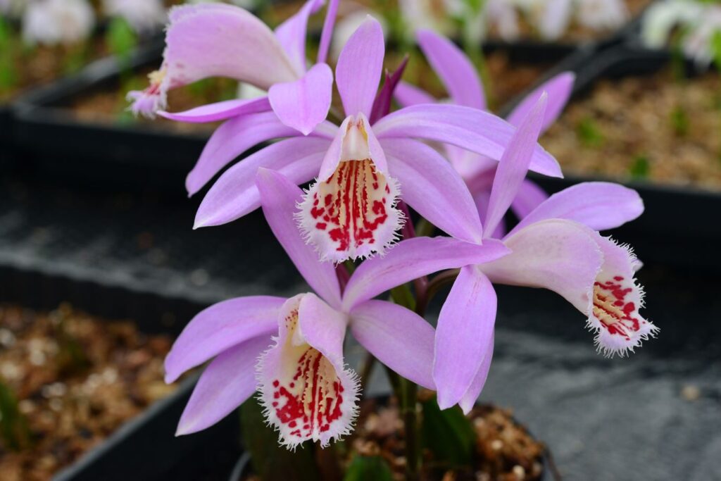 Pleione bulbocodioides