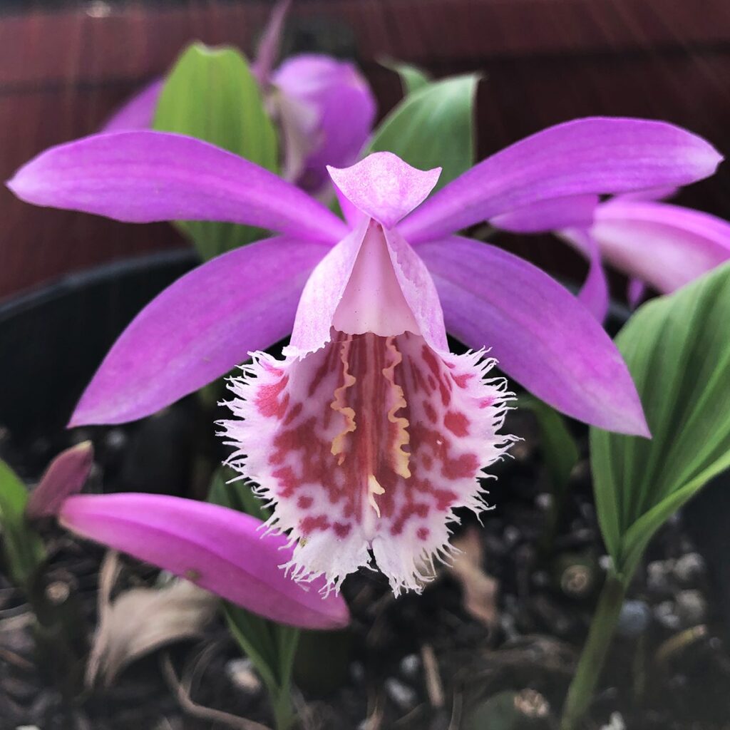 Pleione bulbocodioides
