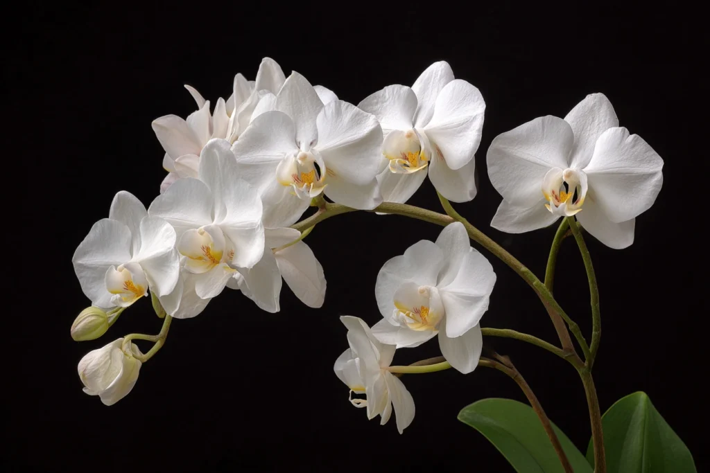 Phalaenopsis_