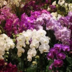 Phalaenopsis_orchids_growing0 (3)